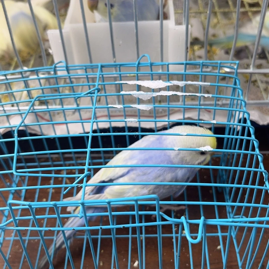 虎皮鹦鹉金彩鹦鹉