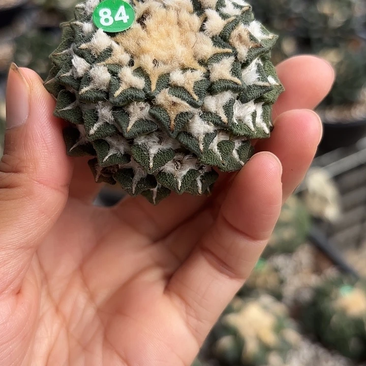 袖蒲苗接落地仙人球84