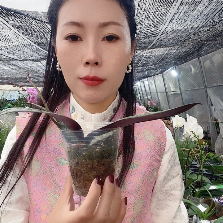 无花朵领带西蝴蝶兰