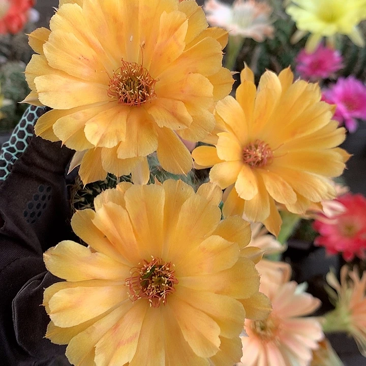 1077 实生丽花6厘米盆