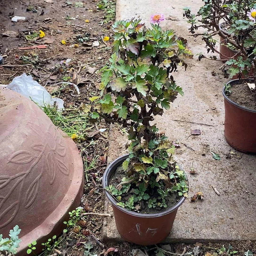 辣***喊完全开放盆景菊花