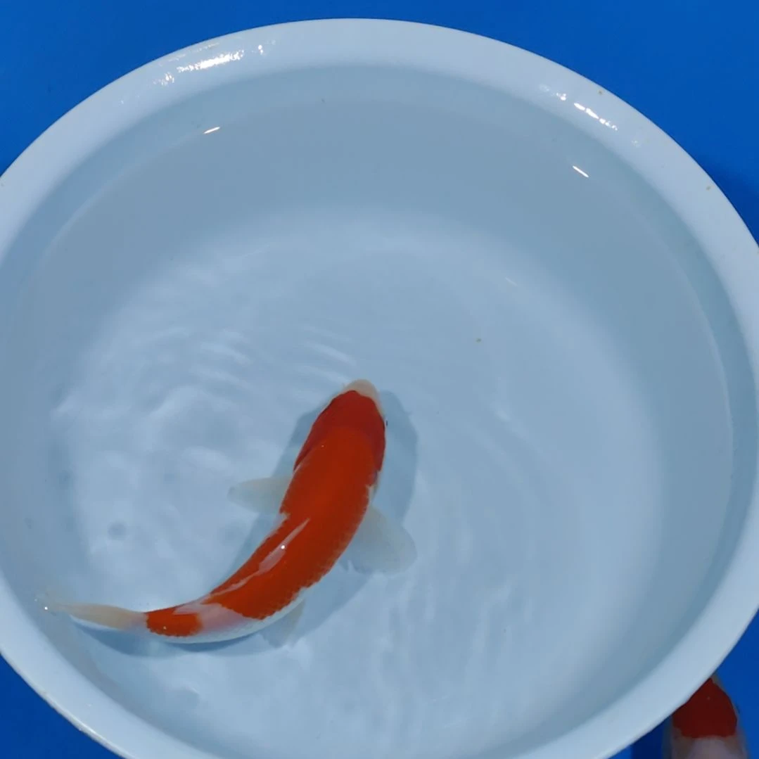 锦鲤17公分红白不寄养手术过