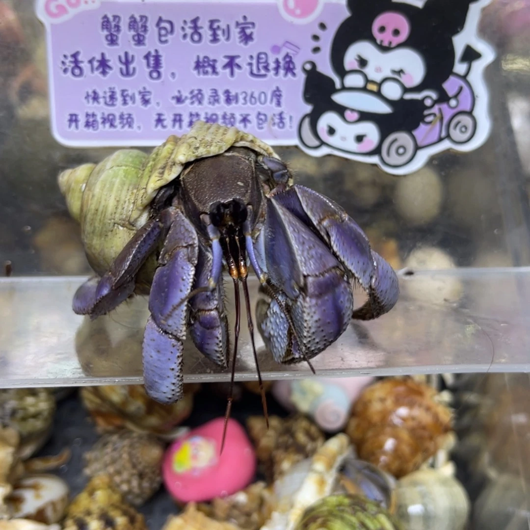大深紫寄居蟹包活到家