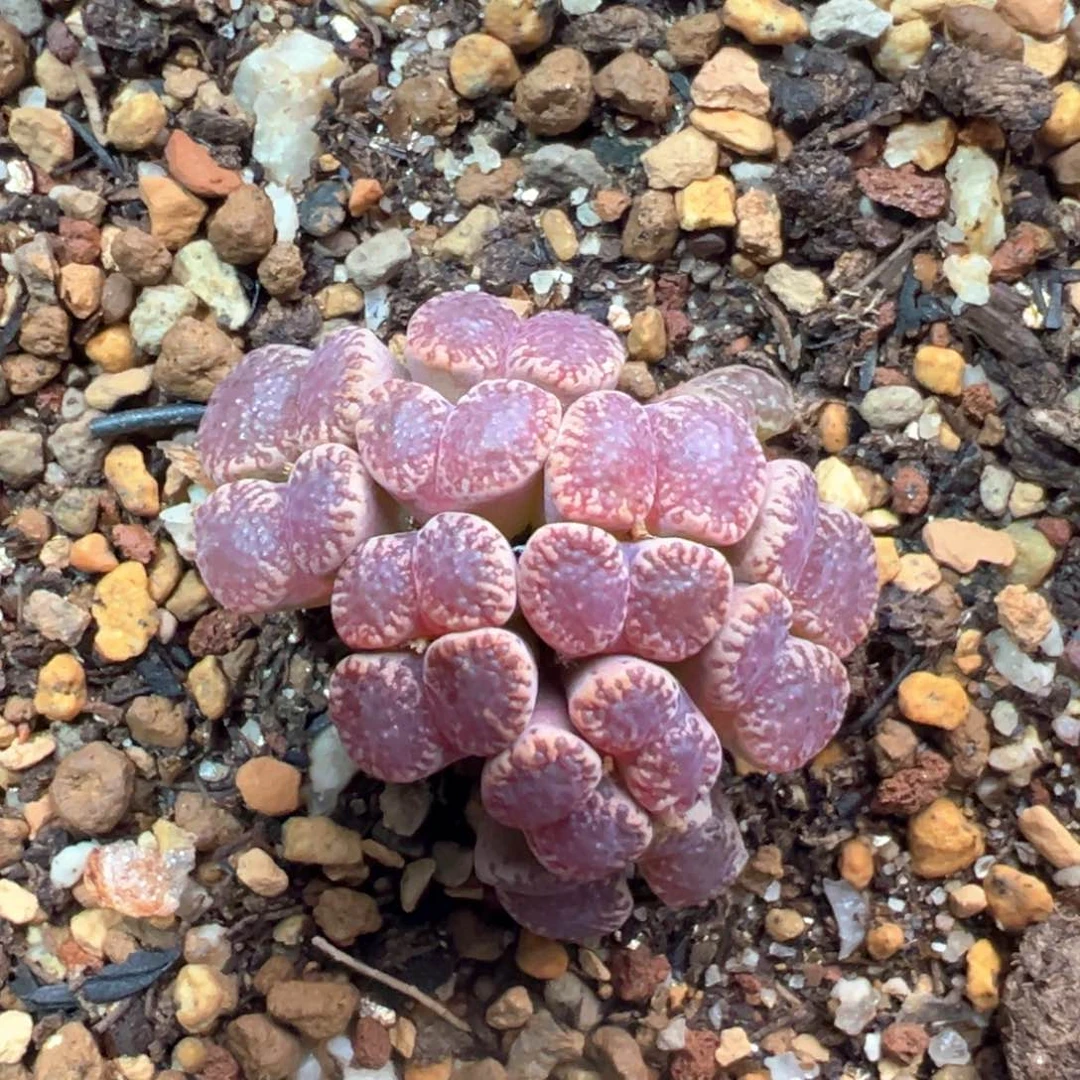 鸟哈尼杂一头    可切头