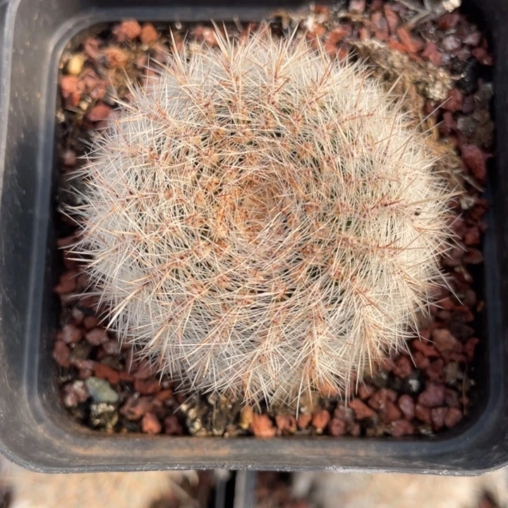 莱克玛娜       实生根