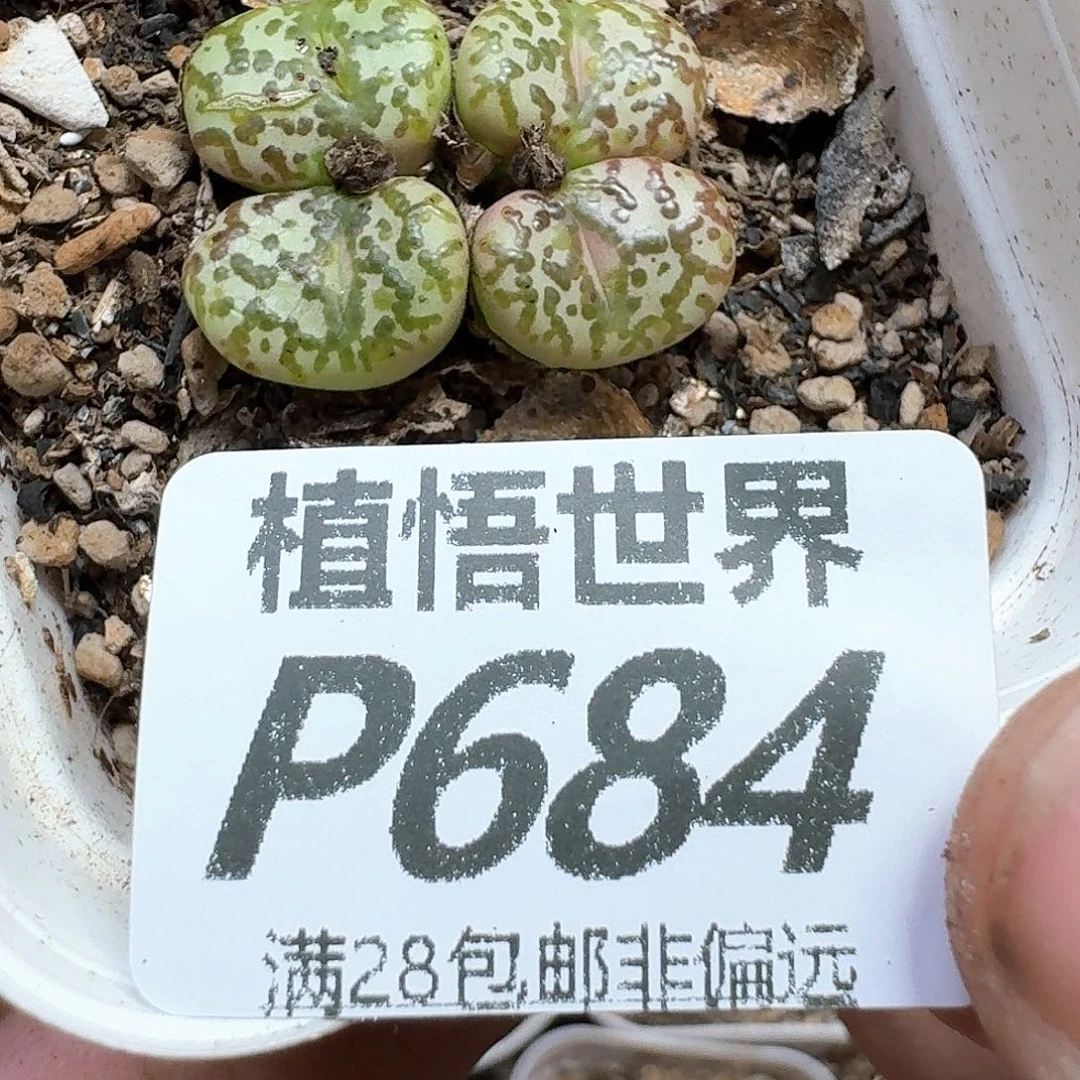 的植物的人是地方地方