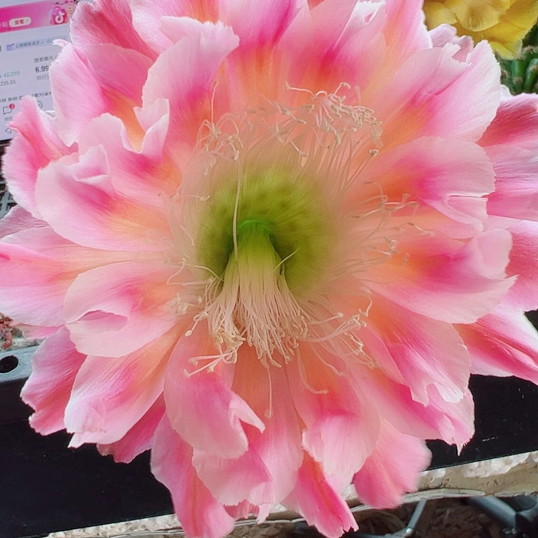 彩草云羽侧芽 20 包邮