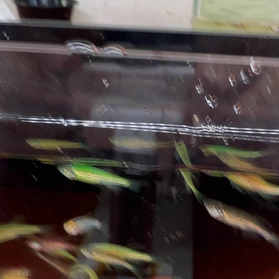 斑马鱼2组包邮1.5-2cm豹纹蝶翼斑马苗子10条