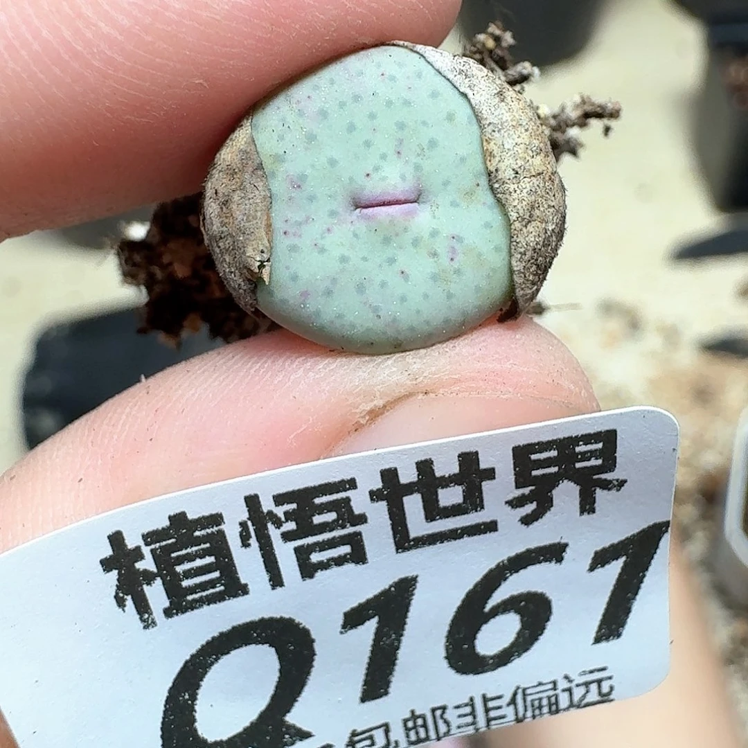 drzwdrzff多肉植物