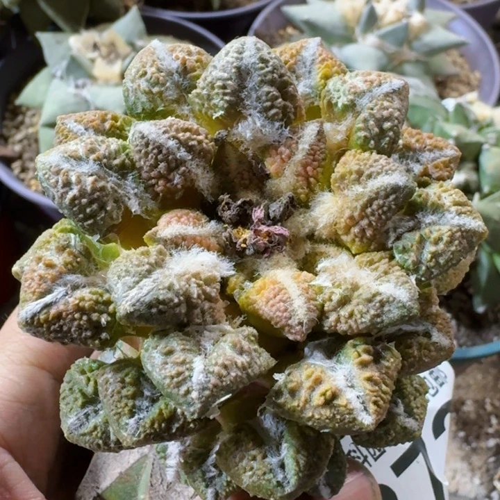 福利苗接大尤黑锦273