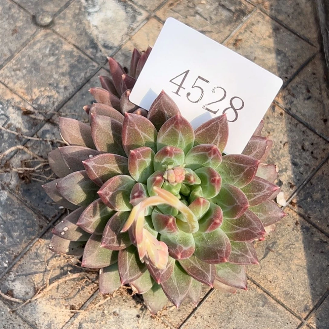 4528多肉多多多多d