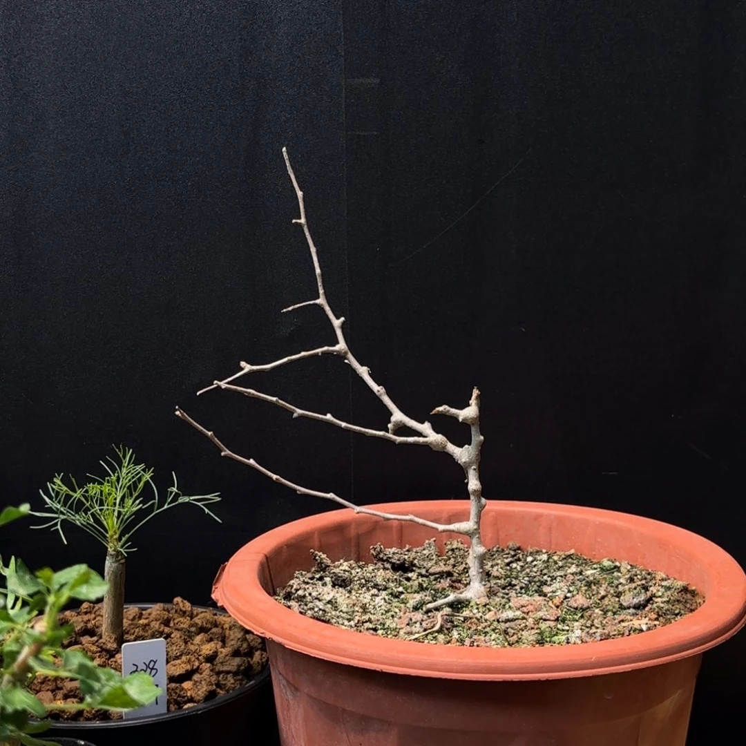 乐*：念珠啊迪迪哈哈