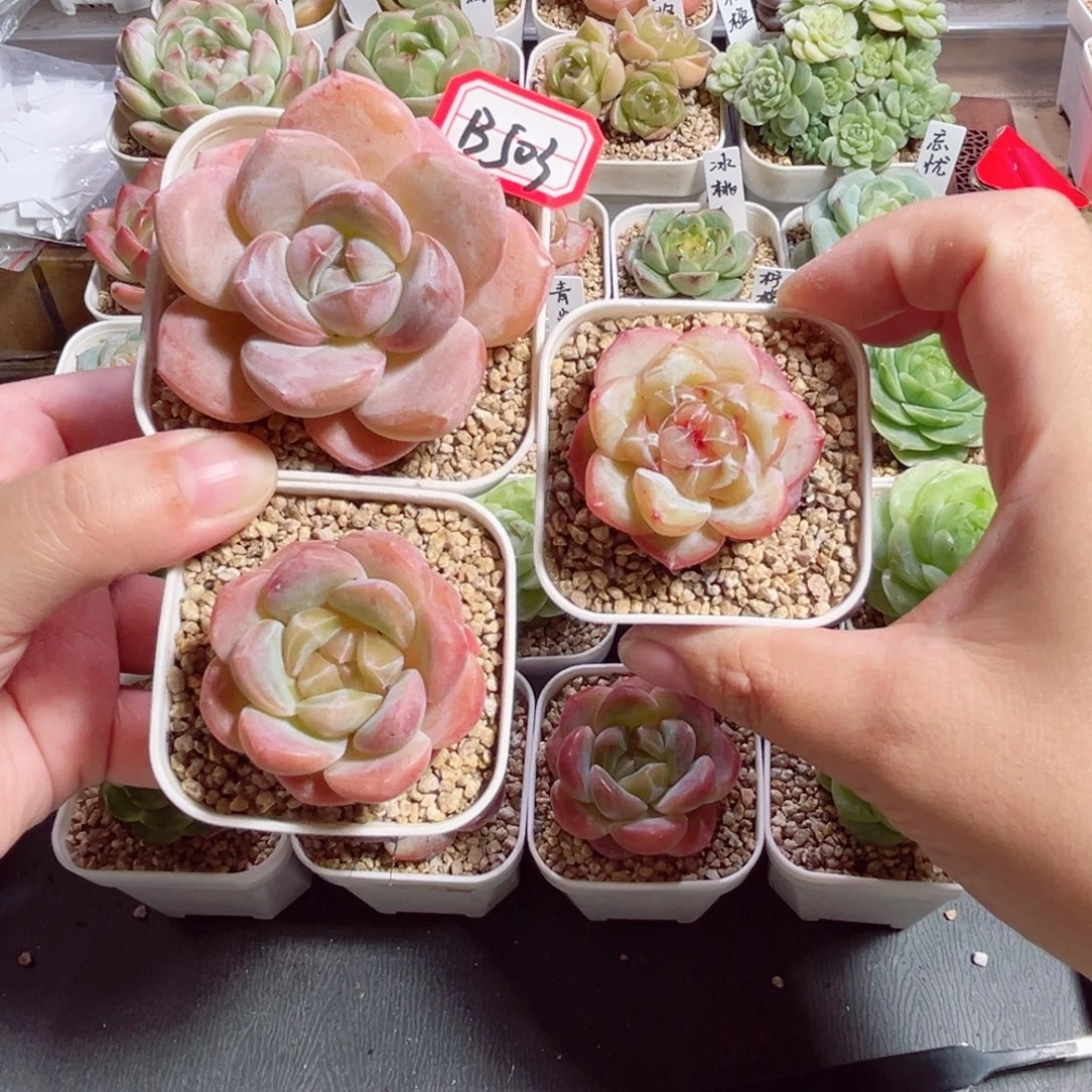 S***3B503一物一拍 打包3个