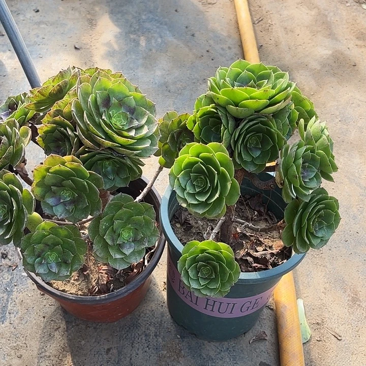 多肉植物组合两个不包小损