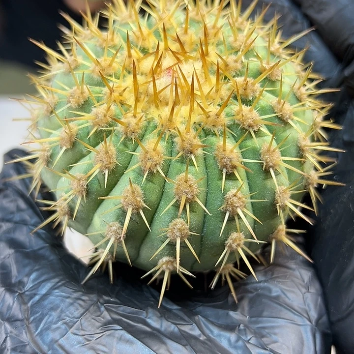 金刺孤龙含刺8公分无根