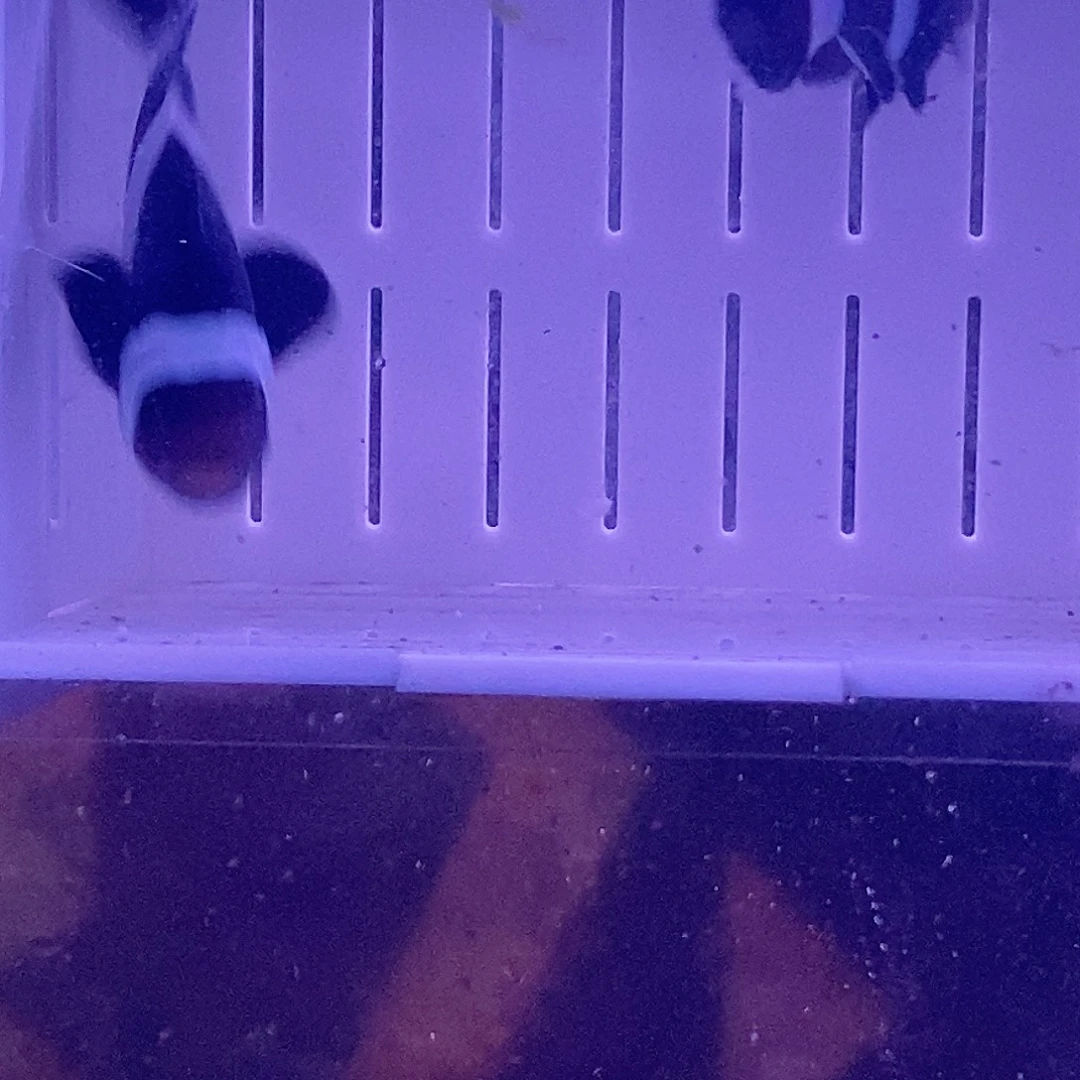 海水鱼暗黑小丑鱼