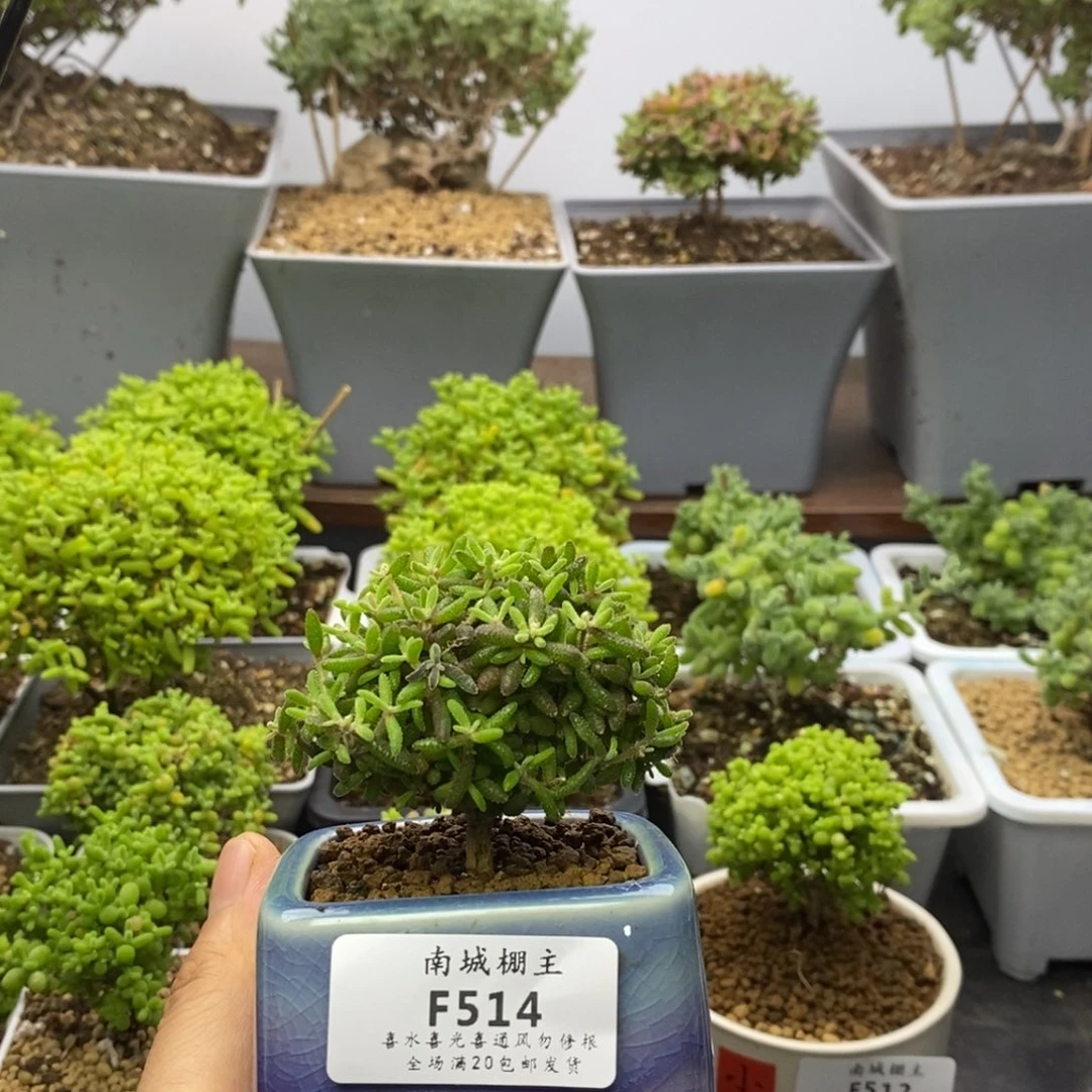 514红麒麟枝干番杏