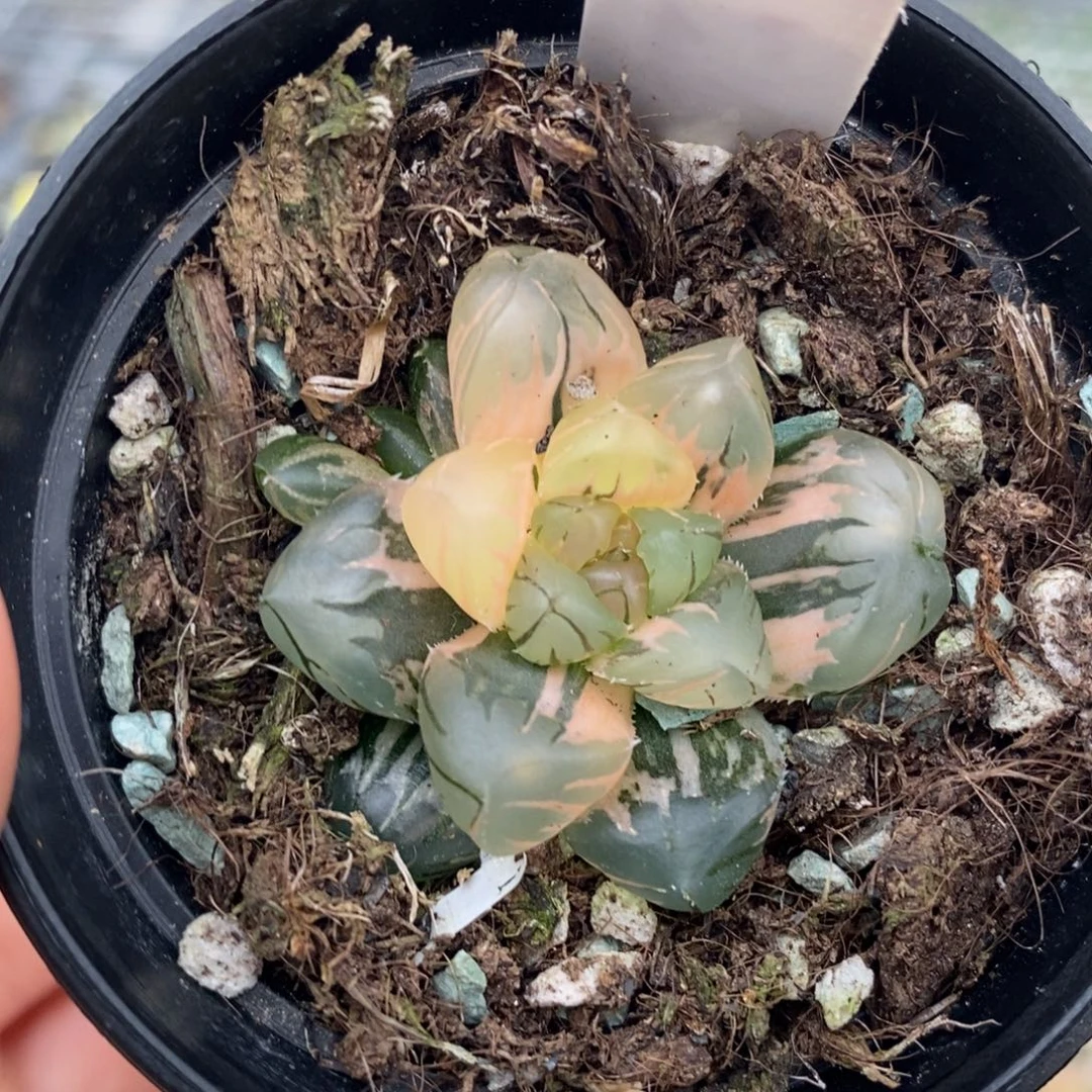 206号水中月玉露锦