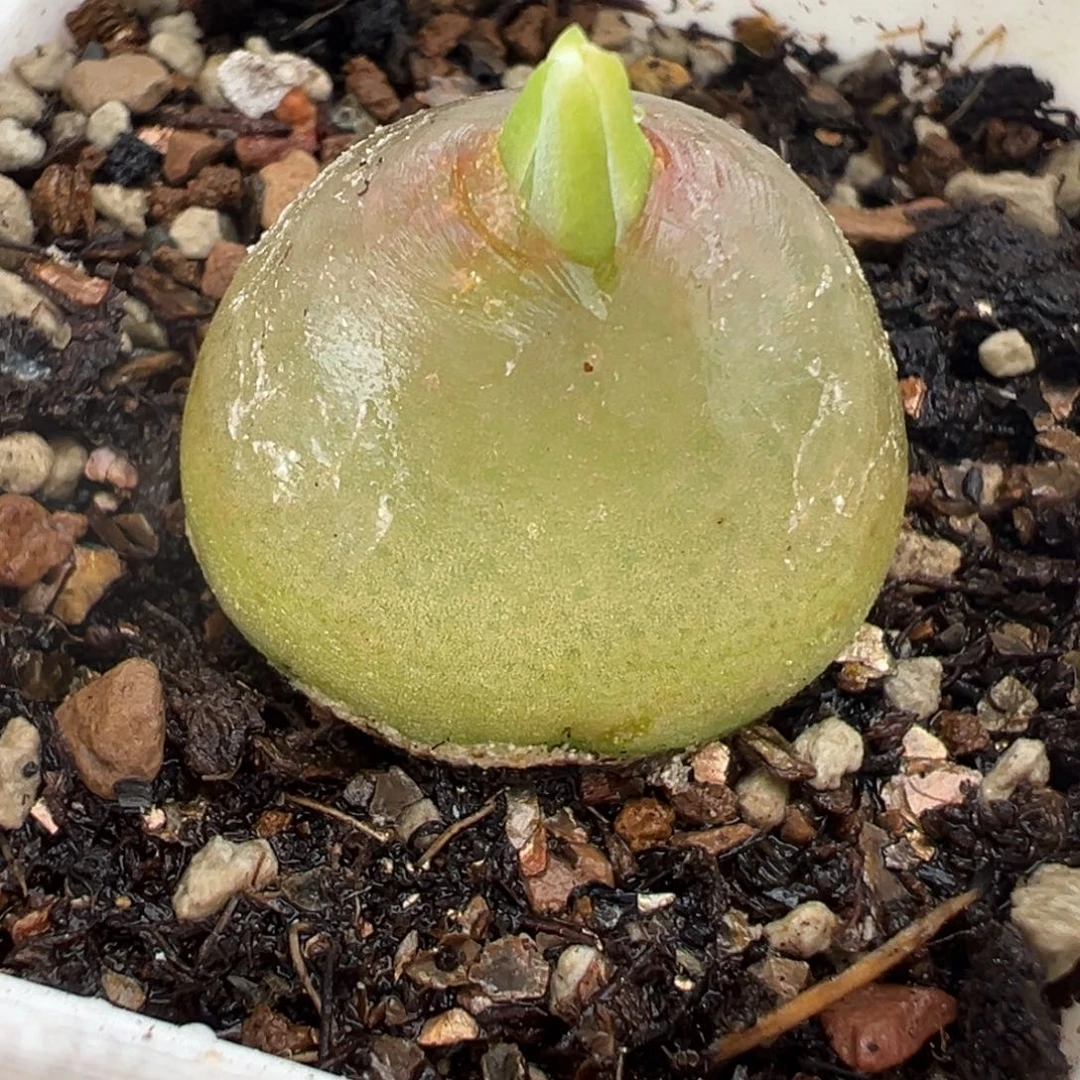 258多肉植物种类多样