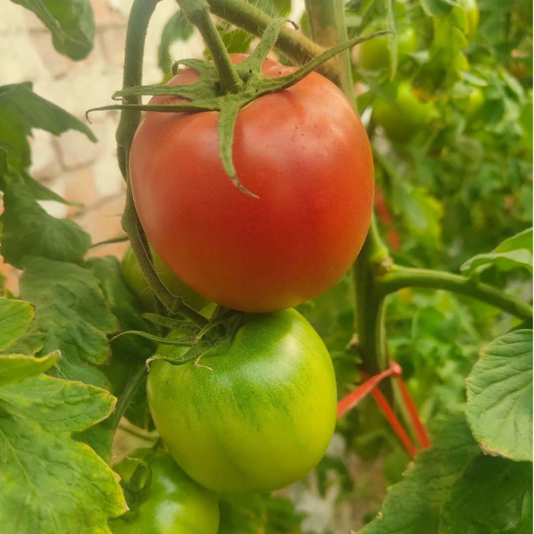 守根家庭农场大番茄3斤水果番茄西红柿顺丰包邮