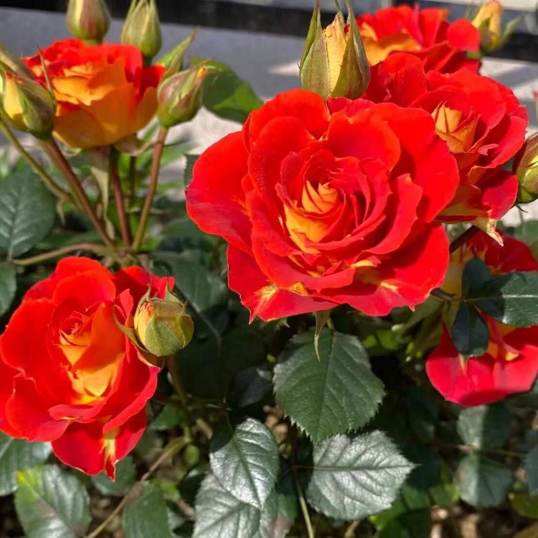 双鱼座/二乔微型阳台月季阳台月季盆栽好养多头爆盆双色月季庭院