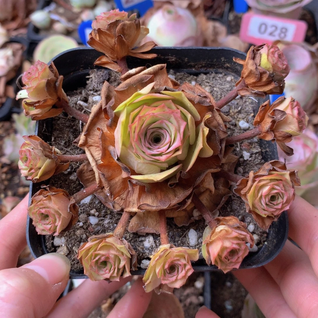 一物一拍耶罗初见006