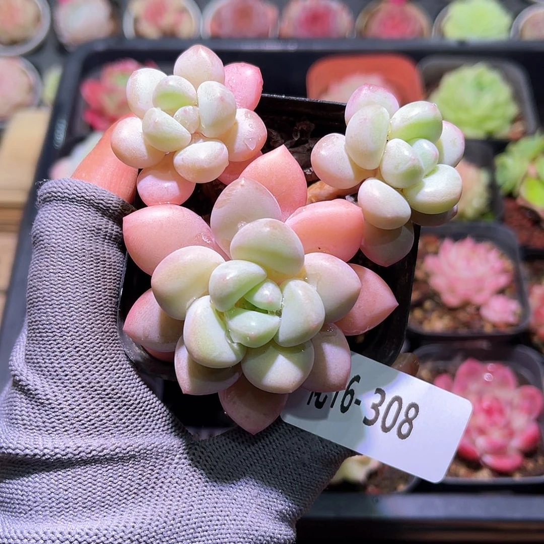 花16-308泡泡糖三头