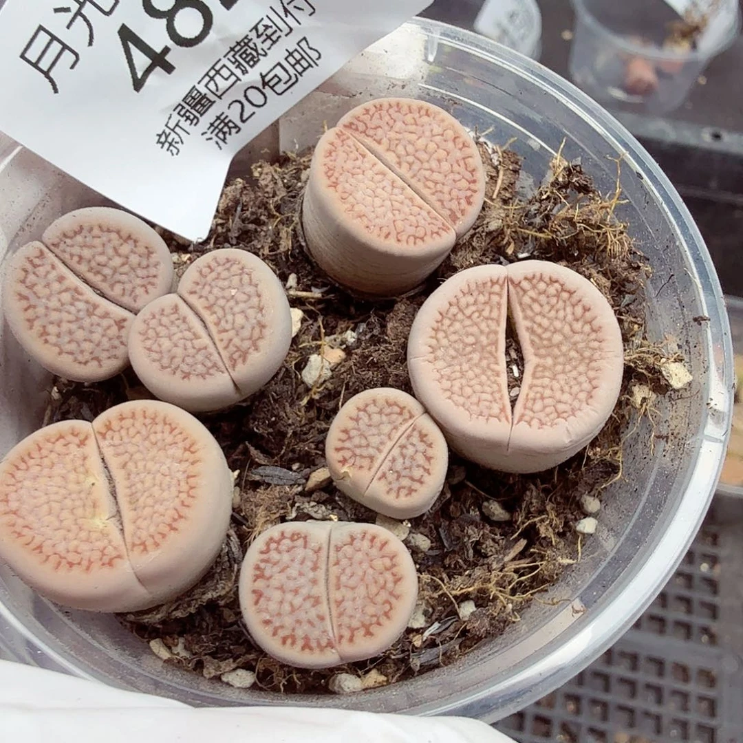 这个点睡起来都会梦482不