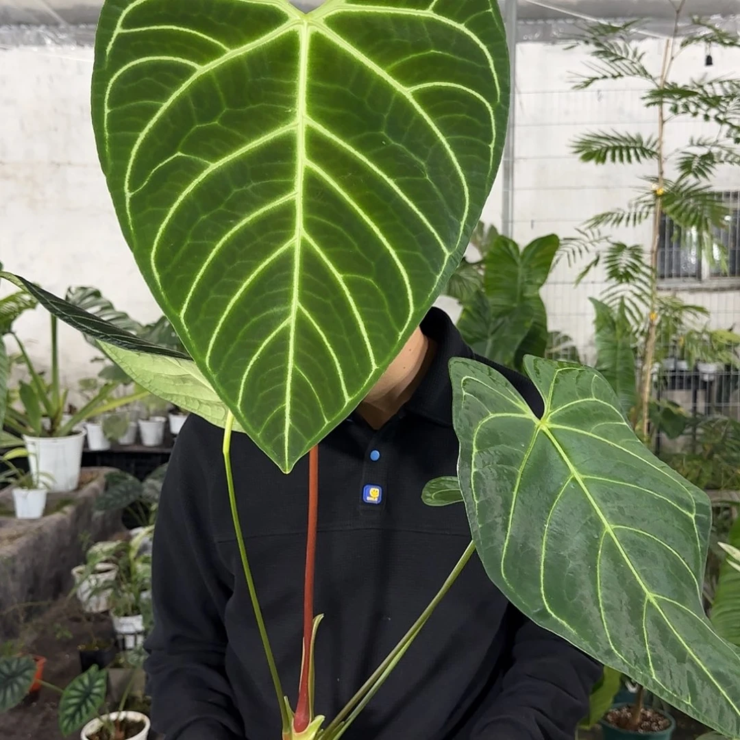 无花朵帝王花烛（叶长44，高度90➕）