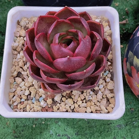 三**丽红幻多肉植物