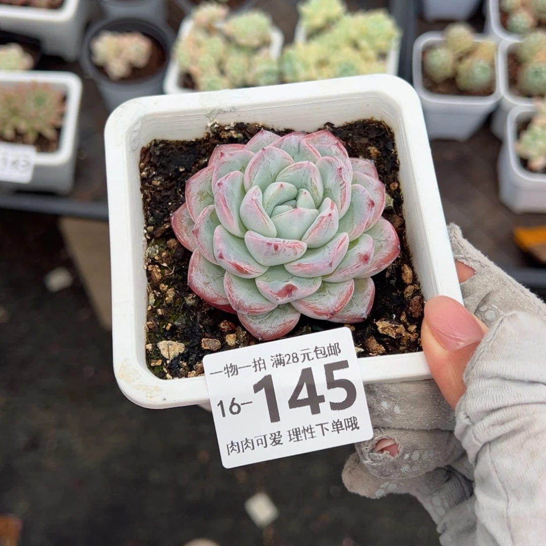 维特，多多肉多肉多肉