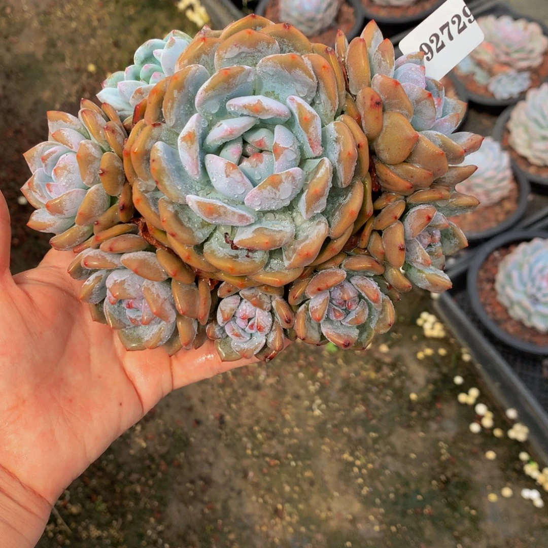 92729多头星影嗯嗯嗯嗯嗯好
