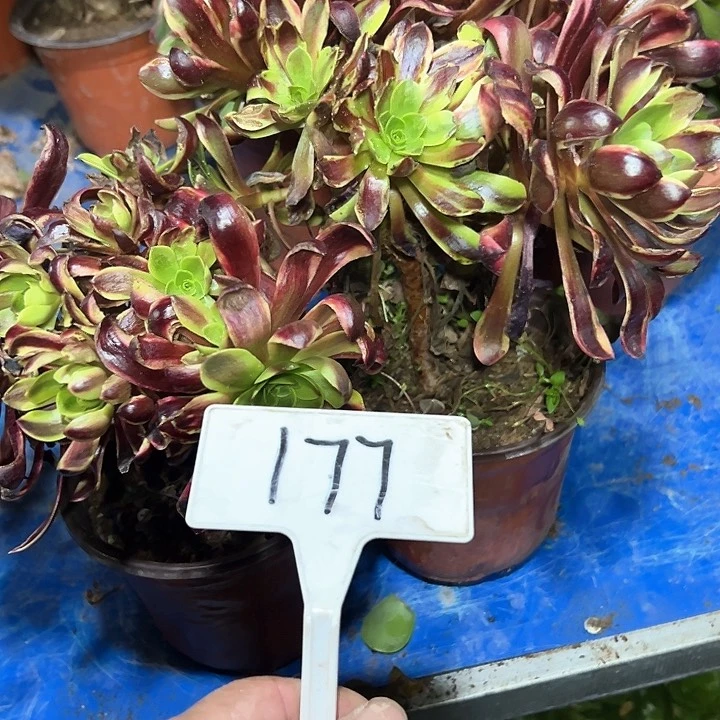 时****花多肉植物组合2个