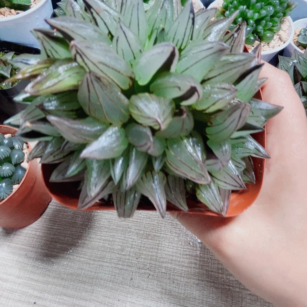 母本大西瓜多肉植物
