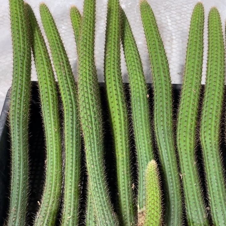 自根彩舞柱金妞30公分左右