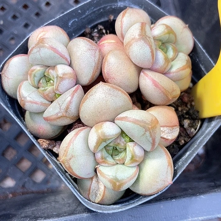 多肉植物葡萄724