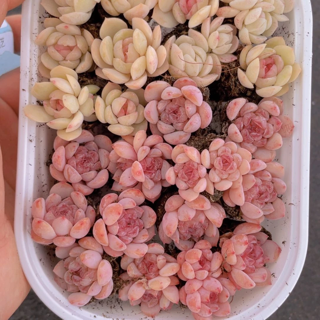 我们的生活方式是什么010