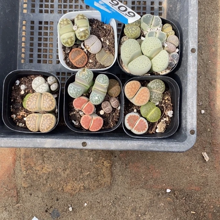 ****家生石花的季节到了909