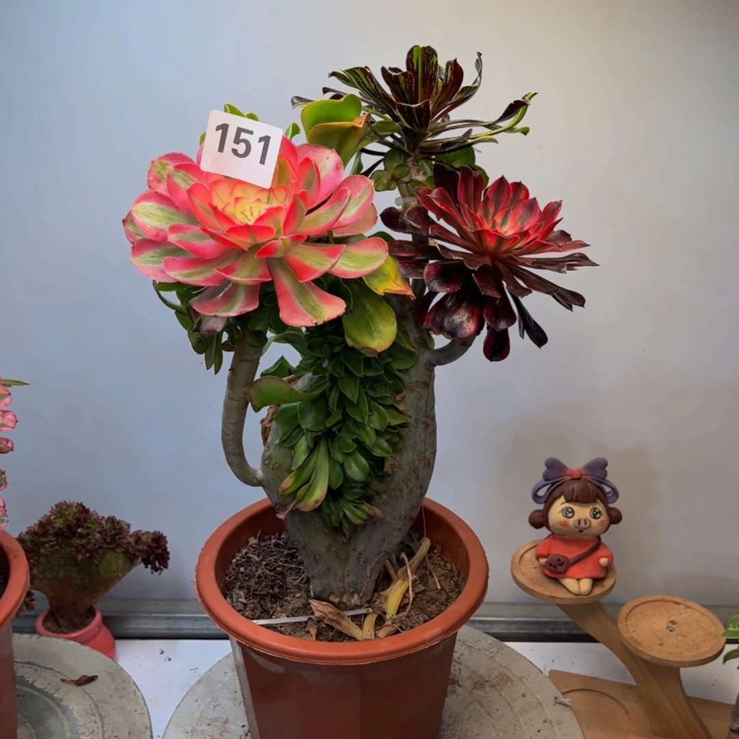 多肉植物嫁接151法师