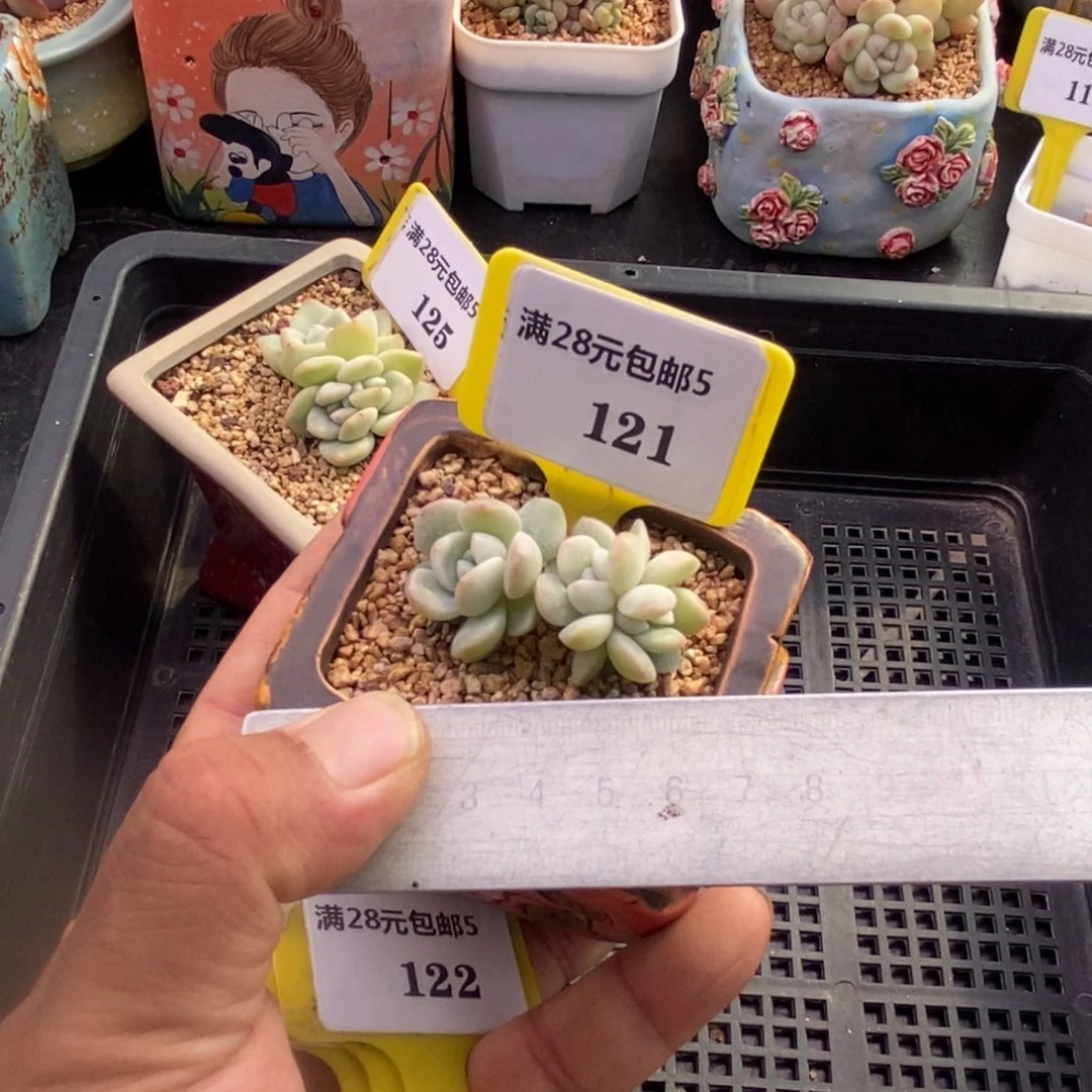 5121福利，冰玉朵朵群小树