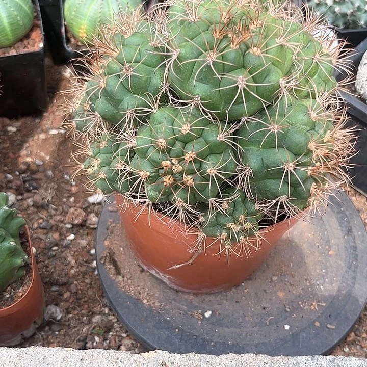 多头新天地一个一一一一