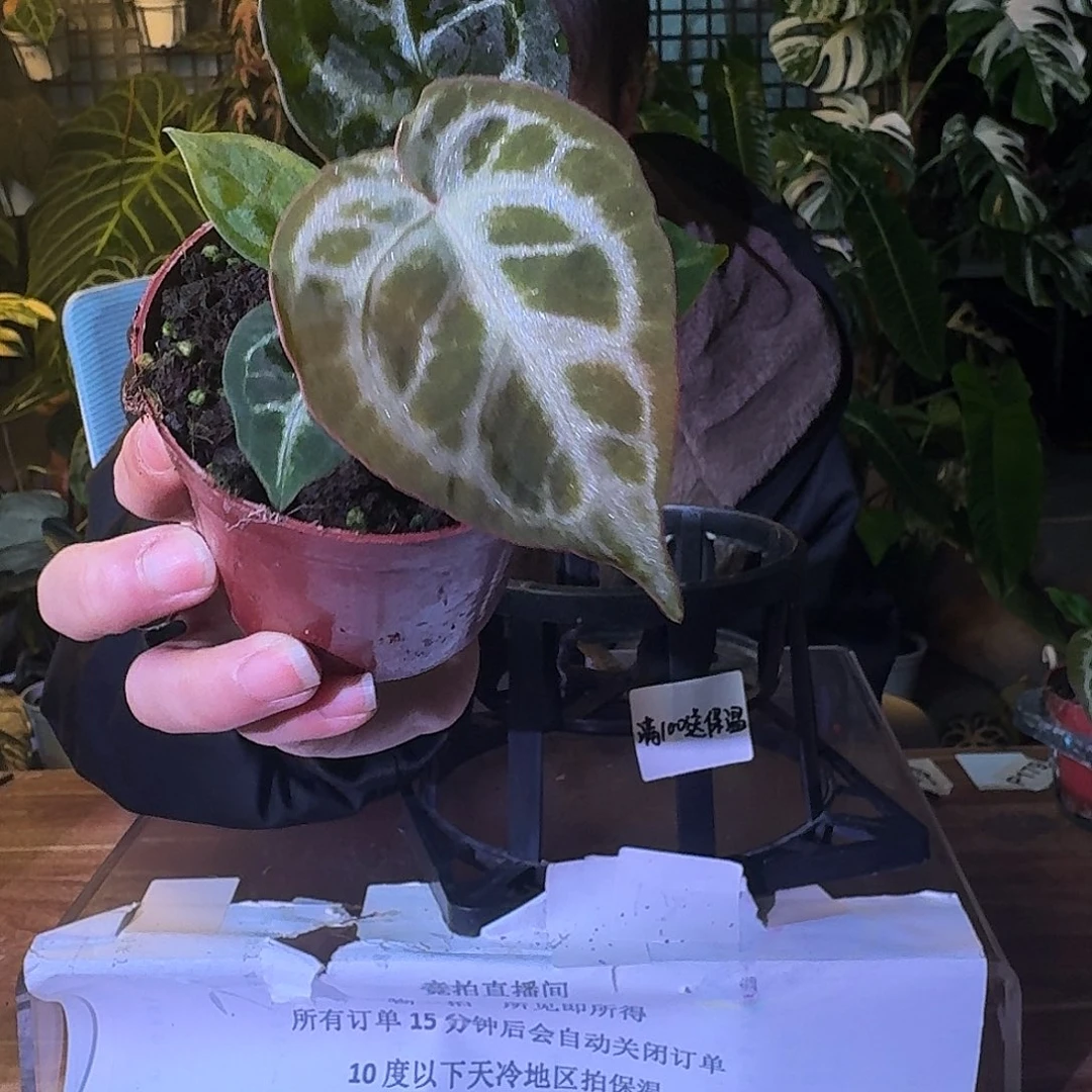 不开花植物G621超级银杂铜锣烧