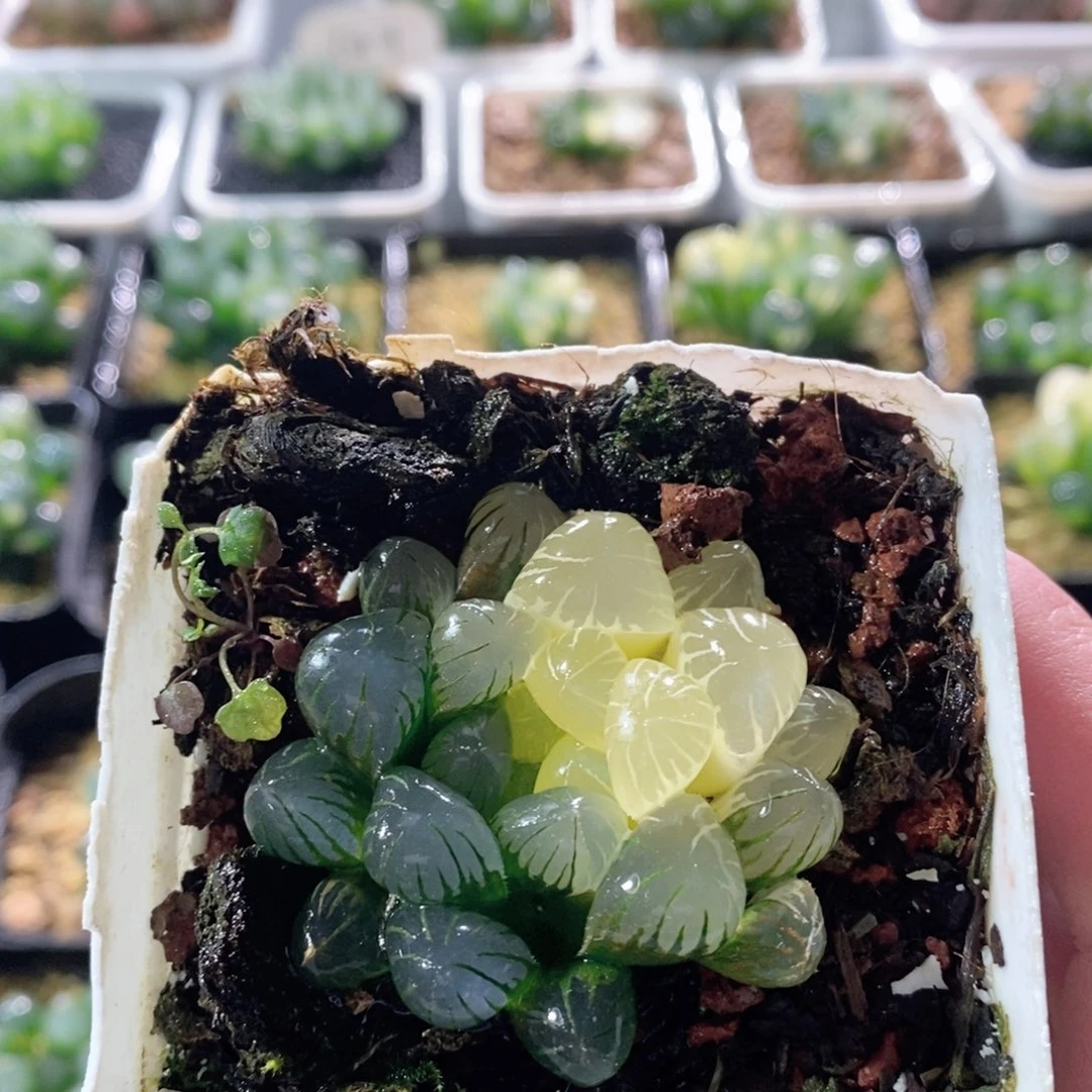 Ob玉露锦多肉植物