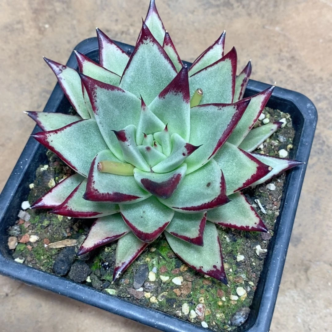 坐*福利特价红地毯测牙