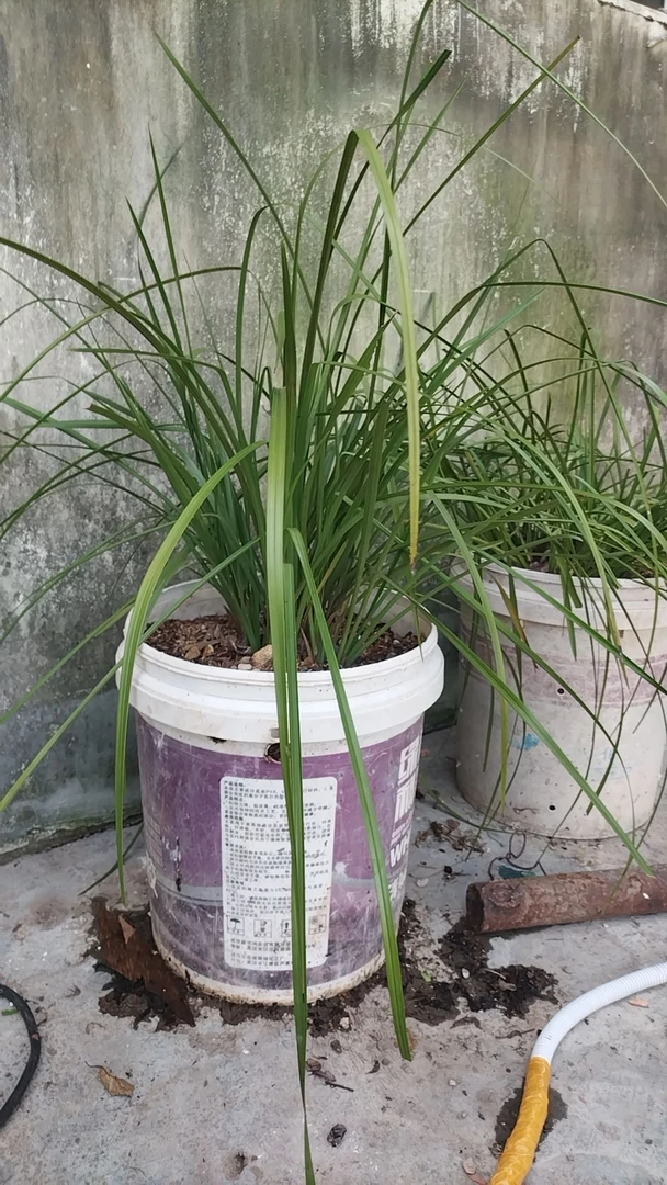 建兰红草红荷浓香四季开花花卉绿植盆栽新手好养兰花盆栽
