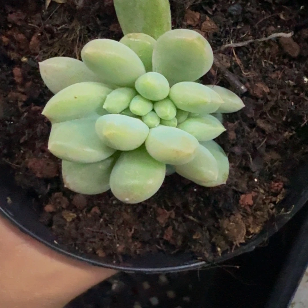 黄胖体 哥特 缀化  一物一拍
