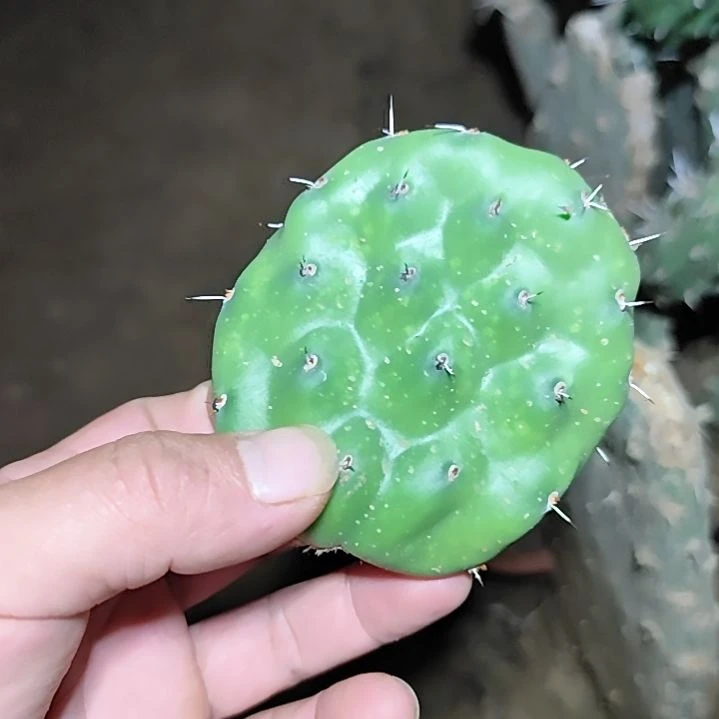 杰拉德硫磺仙人掌无根叶片
