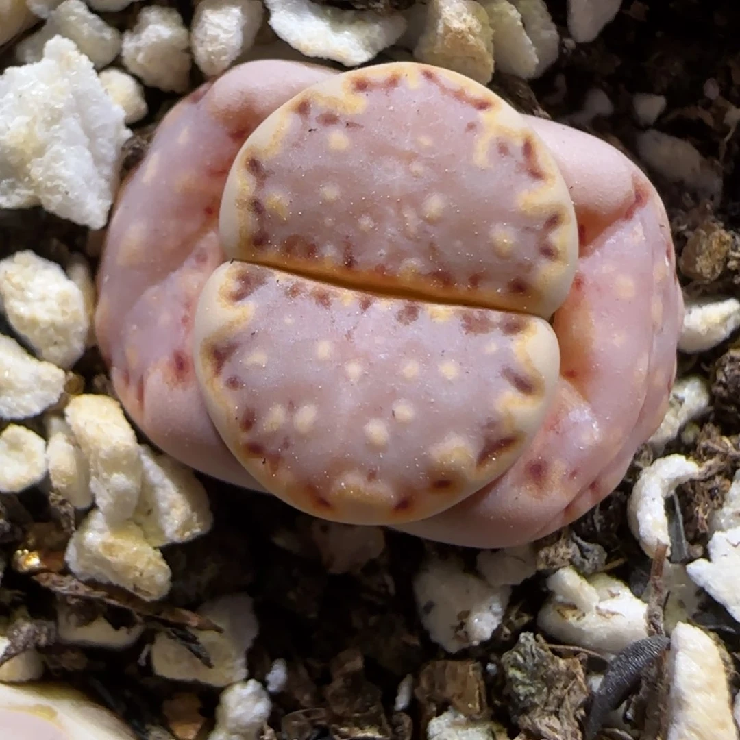 3.26 辛然园艺7091ken饼