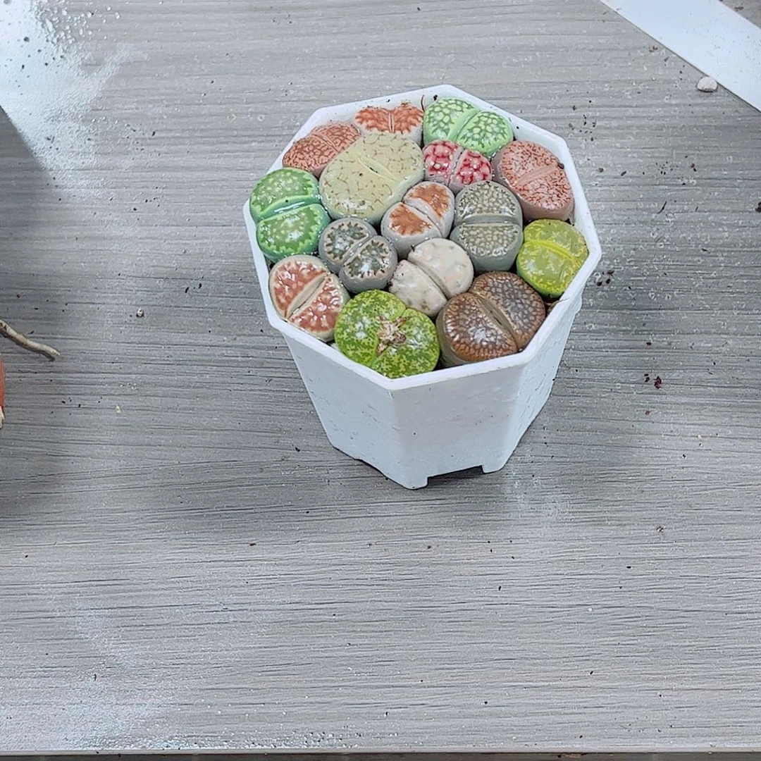 生石花玉露一勿一拍