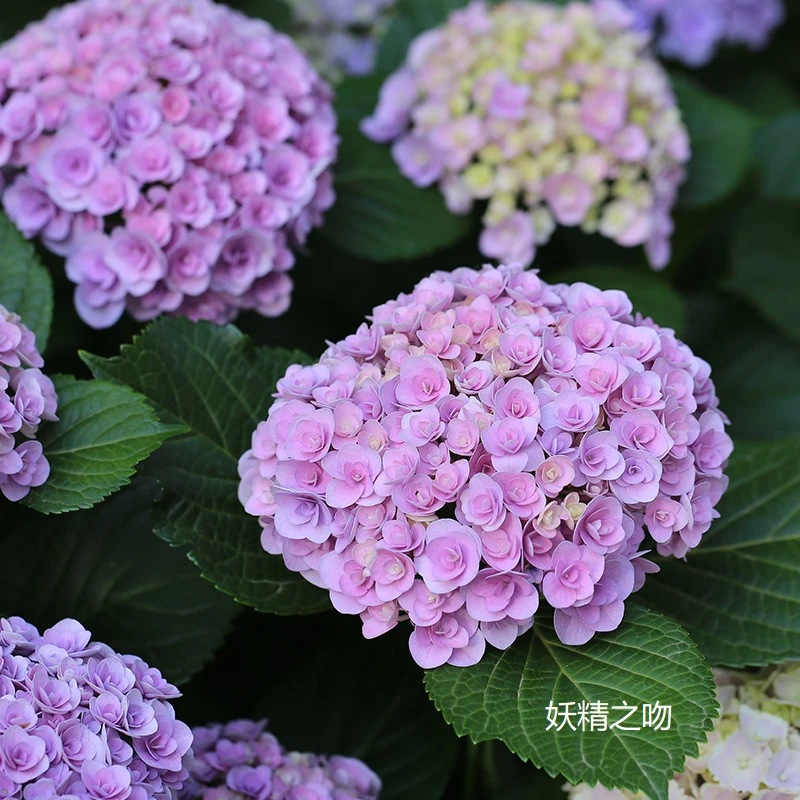 妖精之吻 重瓣大花绣球阳台盆栽庭院花卉植物花苗